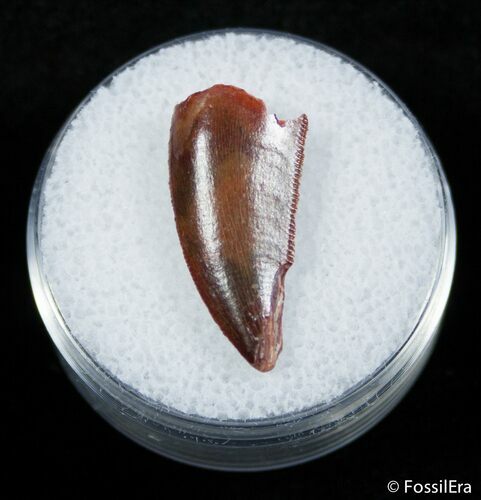 Beautiful Dromaeosaur Tooth From Morocco #2866
